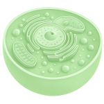 PeakQQ™ PQQ PQQ工厂 PQQ供应商 PQQ生产商