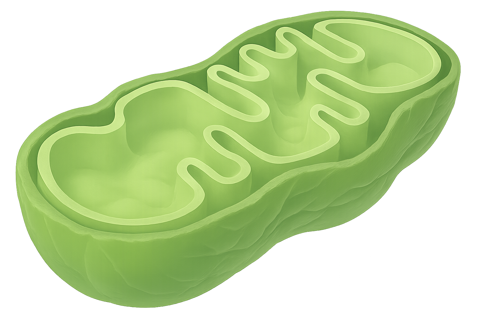 PeakQQ™ PQQ mitochondoria 优势与特点